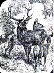 1adeer1.JPG (7831 bytes)