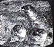 1amarmot.JPG (4917 bytes)