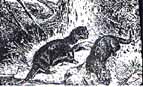 1amink.jpg (6777 bytes)