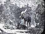 1amoose1.JPG (6556 bytes)
