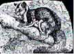 1aringtail1.JPG (4485 bytes)