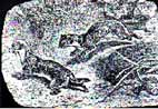 1asqrl.jpg (7384 bytes)