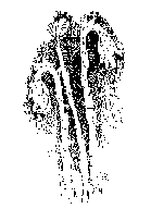 moonbell.GIF (1810 bytes)